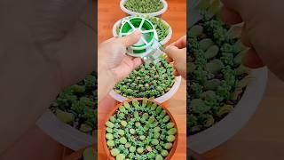 Beginner Succulent Plants: Easy Care Tips to Grow Thriving Succulents