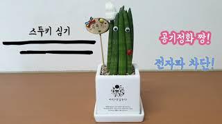 [반려식물추천] 스투키키우기, 화분갈이, 체험키트