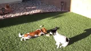 Puppies Playing