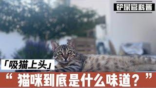 猫咪到底是什么味道？铲屎官吸猫“上头”？