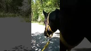 Nasr snacking during a shady country walk - a great example of a calm black Arabian stallion.