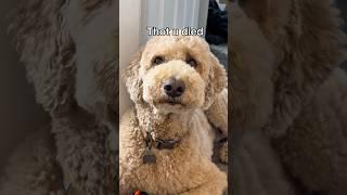Almost had my bathroom door sawed down #dogs #dogcomedy