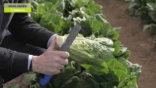 CORBANA, Romaine Lettuce