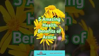 5 Amazing Health Benefits of Arnica | #carecrash