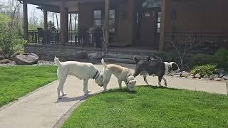 Central asian shepherd  family