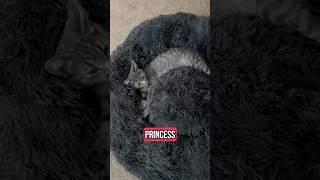 Your feed saw my cat, so drop a like 🩶| Iris Tabby Kitten