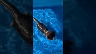 Cute kitten learns to swim for the first time #cat #kitten #catlover #cutecat #kucing #kucinglucu