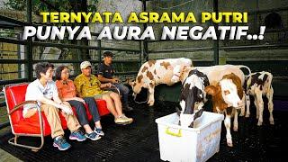 TERNYATA DRH RAJANTI BARU SADAR, ASRAMA PUTRI ISINYA SAPI KOSONG SEMUA..!