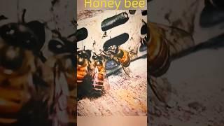 bee house #shorts #ytshorts #viral