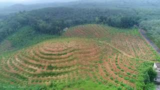 Helicam View | Karode Location, Kerala