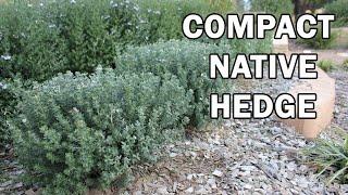 GREY BOX™ Westringia drought tolerant native box hedge plant | Ozbreed Native Shrubs & Groundcovers