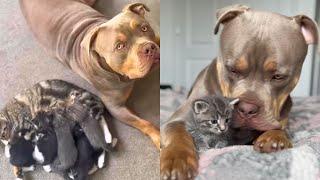 Giant Dog Helps Mum Cat Raise Her Kittens 