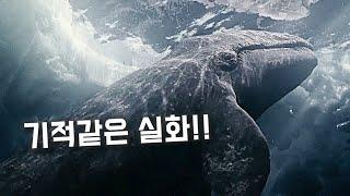 1988년 전 세계를 울린 한 고래가족의 감동적인 이야기 [영화리뷰/결말포함]