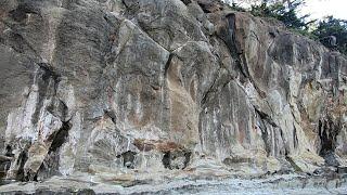 Mudfossil Carcass Biology Layering