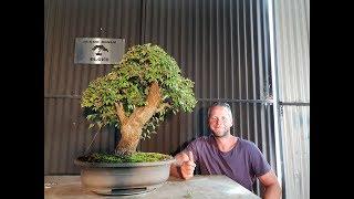 Chinese elm Bonsai  1st spring prune