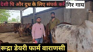 Secrets of Starting a Dairy Farm with Red sindhi Gir cow। Rudra Dairy Farm in Varanasi। #gircow #cow