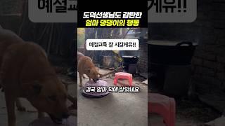 도덕선생님도 감탄한 엄마 댕댕이의 행동