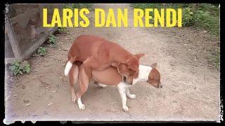 LARIS DAN RENDI SANG PENJAGA KANDANG MELEPAS MASA LAJANG  ANJING KAWIN  DIAKHIRI DENGAN TERIAKAN