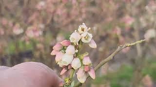 Вот мы и дома завозим пчел на опыление голубике