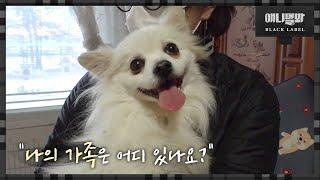 ＂강아지 대신 버려 드립니다.＂ 유기견으로 장사하는 사람들ㅣWe Dispose Of Your Dog For You