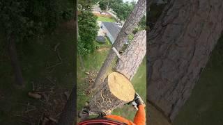 Dried pine 🪵 #treeservice #chainsaw #stihl #tree #arborist #crash #climber