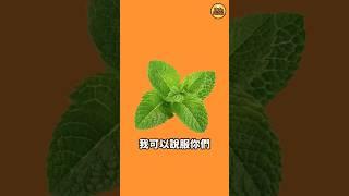 要吃薄荷巧克力的理由(討厭薄巧的人請看) #薄荷 #iu #宋江 #崔宇植 #柾國 #jhope #薄巧派