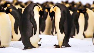 BBC Earth 50 Top Natural History Moments | 40-31