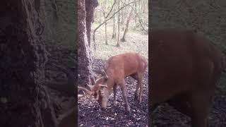 GIGANTIC Red Stag caught on trail camera WOW  #deer #trailcameras #nature #reddeer #antlers