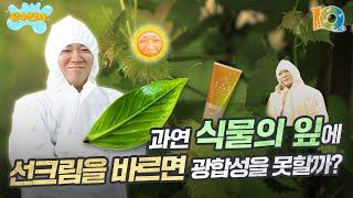 과연 식물 잎에 선크림을 바르면 광합성을 못할까? 담수펀지 EP.2