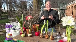 Amaryllis waxed bulbs, plant in garden, how to plant amaryllis bulbs outside