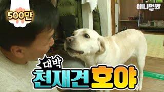 천재견 호야 너 땜에 담배도 끊겠어/ I quit smoking because of genious dog