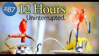 Birds for Cats to Watch  | Uninterrupted 12 Hours Feeder and a Birdbath with Water Fountain Cat TV