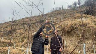 Pruning and Training of Medium Density Orchard by Avnish Chauhan