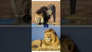 Brown VS Yellow animals # short # color # YouTube