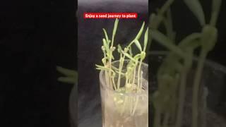 Seed Journey to Plant #shorts #timelapse