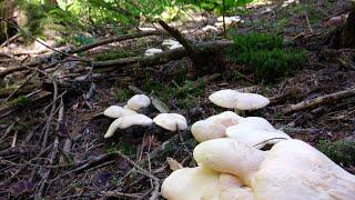 KARADENİZ YÜKSEK YAYLALARIN DA MANTAR AVI.#( Mushroom hunting in the Black Sea in Turkey)