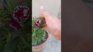 Dainthus flowers blooming.please like and subscribe.#flowers#plants