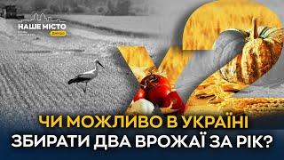 Два врожаї за сезон: як зміни клімату відкривають нові можливості