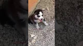 Little Husky Puppy