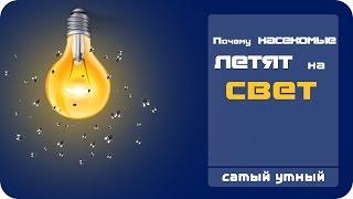 Почему насекомые летят на свет ?