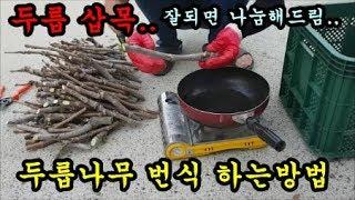 두릅나무 번식 두릅나무 꺾꽂이 두릅삽목하기 청도달콤한농장