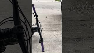 W Cheeze-it Birb