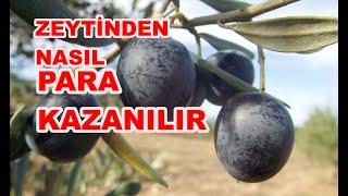 Zeytin Yetiştiriciliği Nasıl Yapılır? Zeytin Verimi Nasıl Arttırılır?