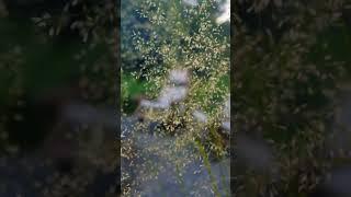 Школа ландшафтного дизайна ВИД. Станьте профессиональным ЛД с высоким спросом! #ландшафтизайн #сад