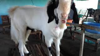 AHMED GOAT FARMS -Konkan MAHARASHTRA