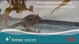 BMSC Live: The Perils of the Plundering, Invasive, European Green Crab!