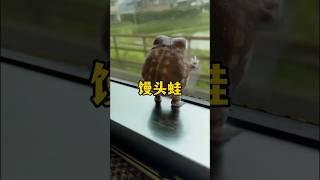 馒头蛙，一种超级可爱的蛙蛙 #animals