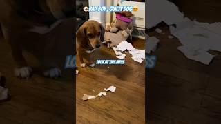 Cute Beagle Rowdy Rambunctious Rupert is a Bad Boy, Guilty Dog. Look at this Mess. Treats Found?