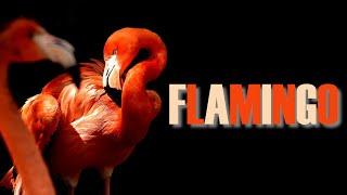 FLAMINGO - The amazing Phoenix-like Birds