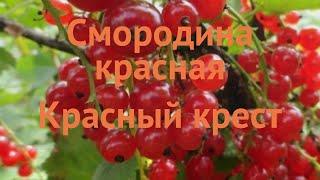 Смородина красная Красный крест (ribes rubrum)  обзор: как сажать, саженцы смородины Красный крест